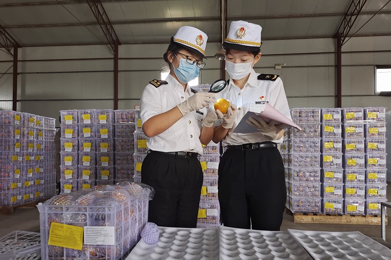 陜西柿子首次出口 陜西柿子首次出口